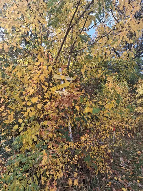 Der gelbe Wegweiser im gelben Herbstlaub war fast nicht zu erkennen 😅 | Foto: Gold Michaela