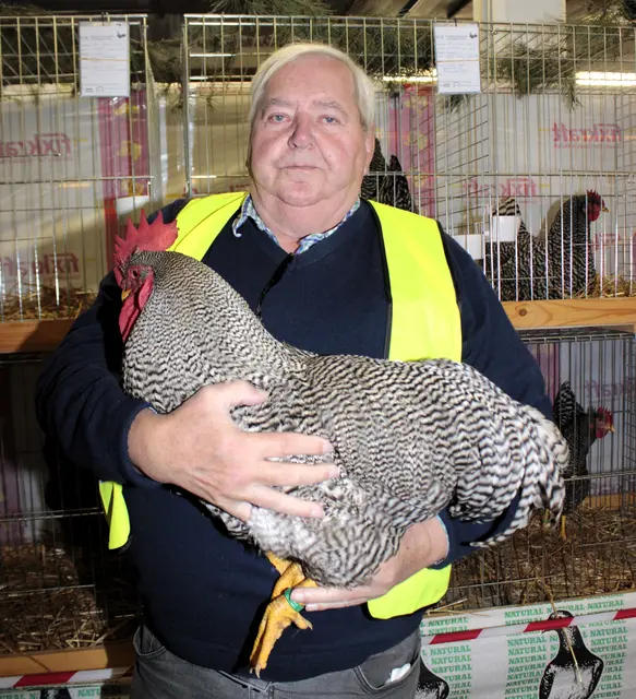 Ein wahres Prachtstück von einem Hahn  | Foto: Walter Kellner