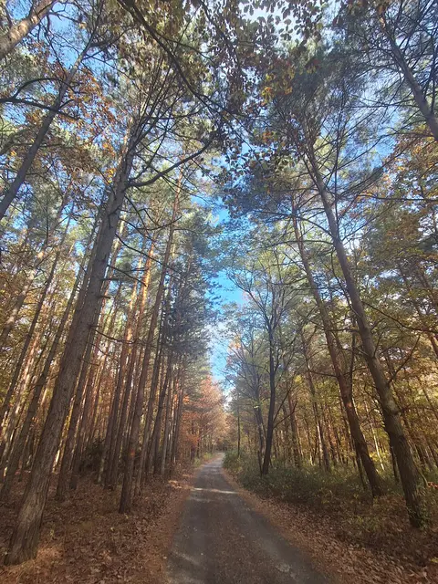 Richtung Hochcsater durch den Wald | Foto: Gold Michaela