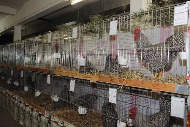 Foto: Walter Kellner