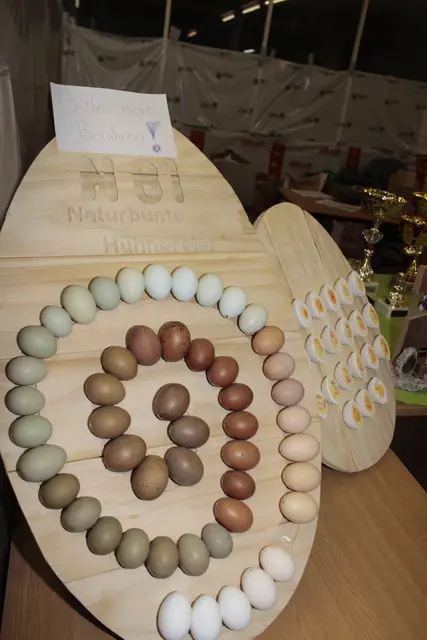 Der Werdegang vom Ei zum Huhn | Foto: Walter Kellner