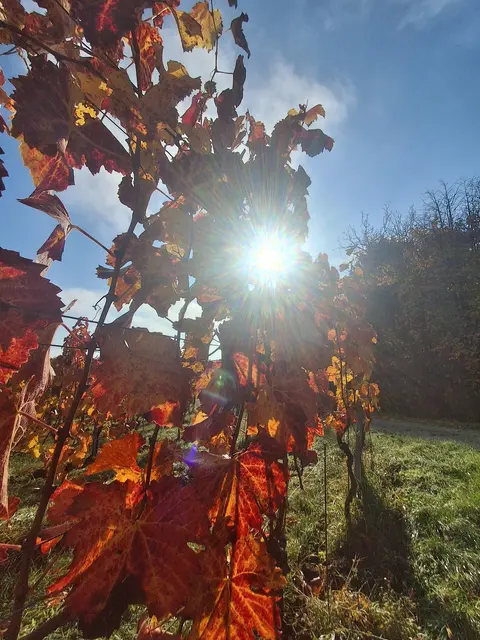 Auch die Weingärten zeigen sich in prächtigen Farben - da geht mir wirklich das Herz auf und ich bin dankbar, nach gut 3 Wochen wieder wandern zu können. | Foto: Gold Michaela