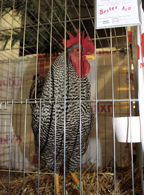 Foto: Walter Kellner