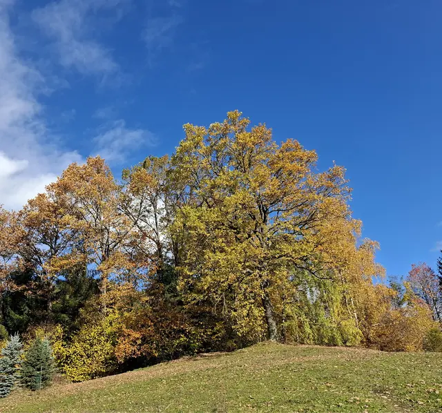 Symbolfoto 31.10.2025 - Eichen werden rund 30 und bis 50 Meter hoch ... 