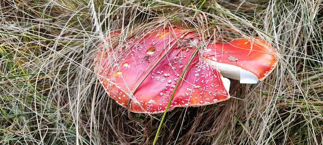 er hat sich wohl schon für den Winterschlaf zugedeckt... | Foto: I.Wozonig