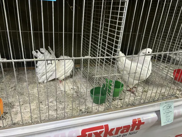 Foto: Daniel Schmidt