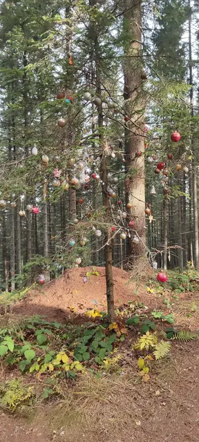 der bekannte ,,ganzjährige" Christbaum im Wald... | Foto: I.Wozonig