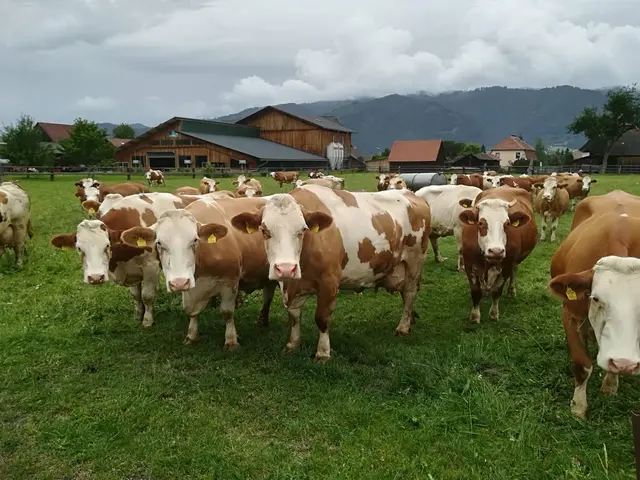 Blauzungenkrankheit drückt von Kärnten und Burgenland in die Steiermark.  | Foto: Oblak