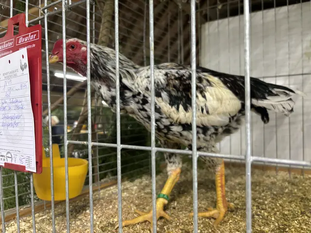 Foto: Daniel Schmidt