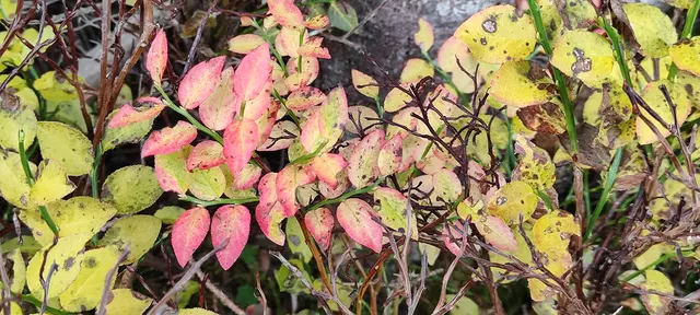 die ,,Schwarzbeerblätter" (Heidelbeeren) haben auch schon ihre Herbstfarbe... | Foto: I.Wozonig