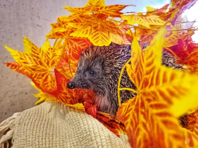 Die süßen Stacheltiere begeben sich im November auf die Suche nach einem warmen Winternest.  | Foto: Tierheim Linz