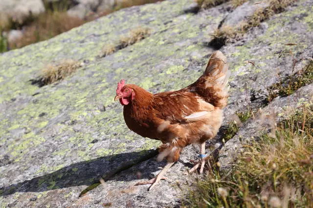 Vogelgrippe im Burgenland: Worauf nun zu achten ist. MeinBezirk klärt auf.  | Foto: Franz Neumayr