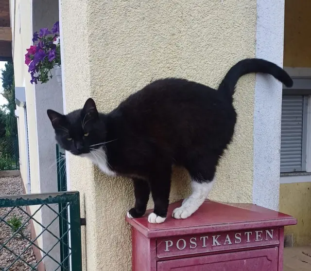 Das ist Momo. | Foto: zVg