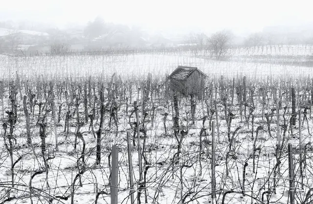 Foto: Norbert Reischl