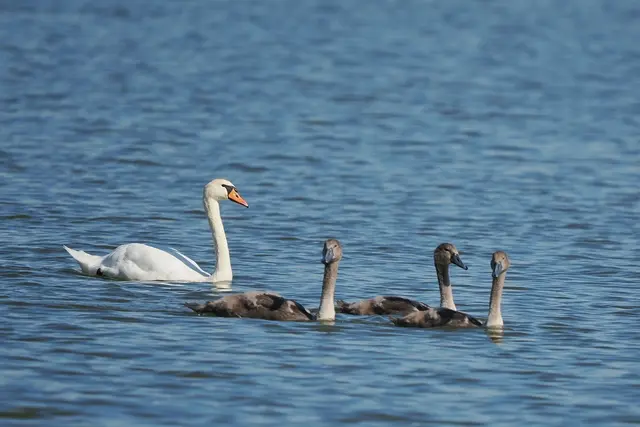Bislang wurden laut der Agentur für Gesundheit und Ernährungssicherheit (AGES) insgesamt 21 Fälle von Vogelgrippe bei Wildtieren registriert. | Foto: Anton Kroh 