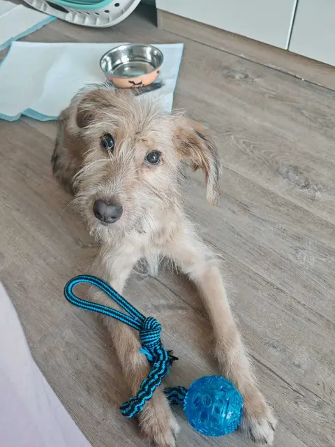 Der kleine Welpe FEBO sucht Familienanschluss.
Der ca 5 Monate junge Febo ist schon fast stubenrein, geht brav an der Leine und ist sehr aufgeschlossenen und neugierig.
Er ist den Umgang mit Katzen gewohnt, 
kann sich auch schon ein bisschen alleine beschäftigen und kuschelt abends gerne beim Fernsehen auf der Schoß. 
Erreichbar ist Fedo unter:
0664/1276603 | Foto: Pfotenhilfe Tulln