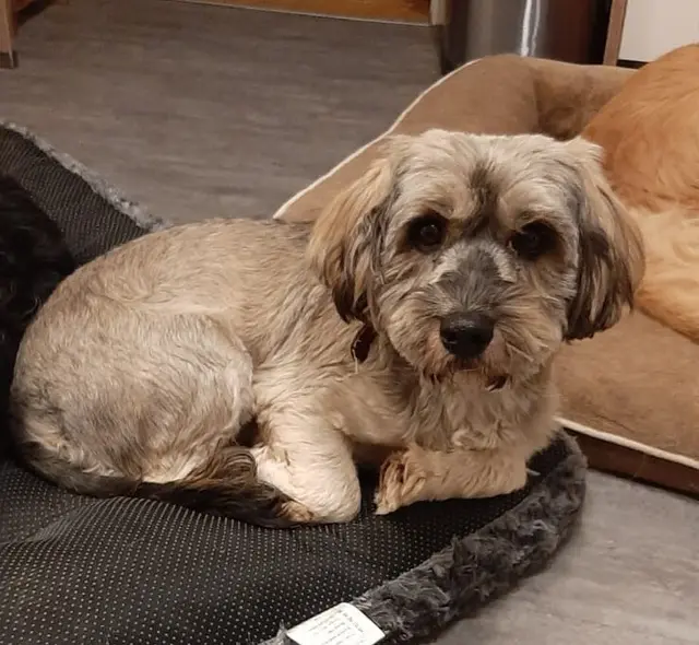 Die Hündin Kitty:
Geburtsdatum:      16.4.2019
Rasse:                   Havaneser-Mix
Gewicht:                10 kg    
Kontakt:                 0699/11287394

KItty wurde gemeinsam mit ihrer Tochter Cleo aus dem Ausland gerettet. Leider waren dann die Besitzer mit der Hundehaltung überfordert und so kamen die zwei Hunde zu unserer Pflegestelle.
Auf der Pflegestelle angekommen präsentiert sich Kitty als eine sehr verschmuste, zutrauliche, angenehme Hündin. Sie kuschelt gerne, ist verspielt und versteht sich gut mit den anderen Hunden auf der Pflegestelle.  | Foto: Pfotenhilfe Tulln