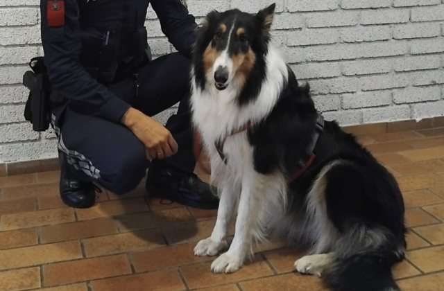 Polizei Kärnten: "Wir hoffen, dass sich seine Besitzerin oder sein Besitzer bald meldet." | Foto: Polizei Kärnten