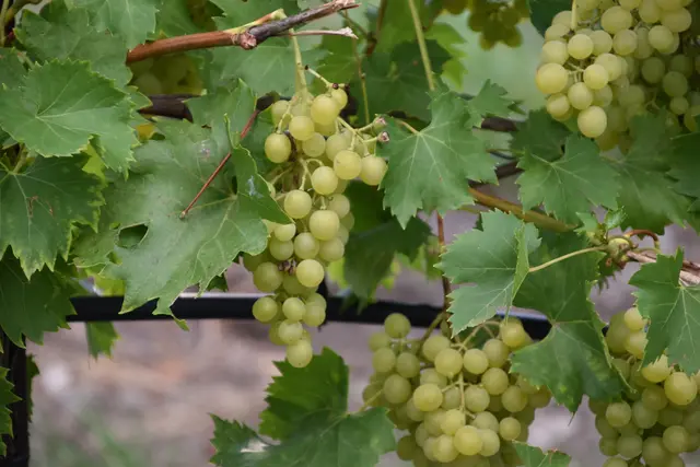 Weintrauben (Symbolbild). | Foto: Preineder