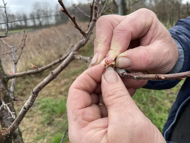 Hier wächst schon die kleine Frucht. (Symbolbild) | Foto: Preineder