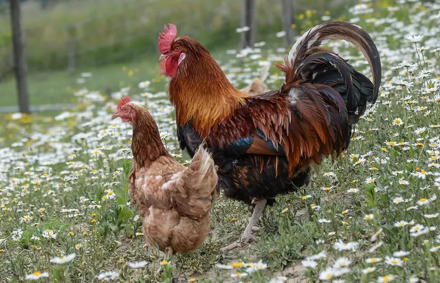 Die Tränkung der gehaltenen Tiere darf nicht mit Wasser aus Sammelbecken, zu dem Wildtiere Zugang haben, erfolgen.  | Foto: Gerhard Pulsinger