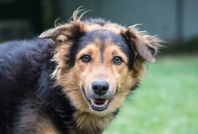 Der kuschelbedürftige, 2021 geborene Mischlingsrüde Willy benötigt bei Menschen eine kurze Kennenlernphase und ist dann sehr freundlich. | Foto: TSA