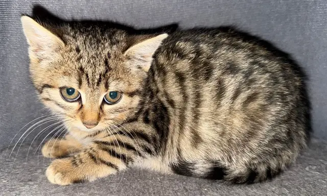 Die kleine Katze FRIGG sucht ein zu Hause. Ihre beiden Brüder haben schon ihre neuen Dosenöffner gefunden und Schwesterchen Frigg wünscht sich das auch. 
Sie ist im August 2025 geboren und möchte endlich ihre eigene Familie finden.
0676/4178874 | Foto: Pfotenhilfe Tulln