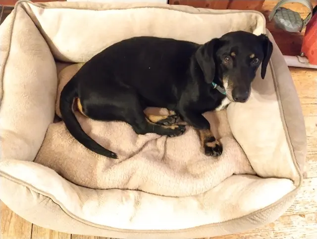 Herzensbrecher Toni

Geschlecht:          Rüde
Geburtsdatum:    3-4 Jahre
Rasse:                   Dackel-Mix
Gewicht:               9 kg    
Kontakt:                0699/11287394

Toni wurde bei uns abgegeben, weil der schon vor ihm vorhandene Rüde der Familie ihn nicht akzeptiert hat.
Toni ist sehr anhänglich und verschmust, kuschelt am Liebsten gemeinsam mit seinen Menschen am Sofa und im Bett.
Toni liebt alle Menschen, egal ob Mann, Frau oder Kind. Hauptsache es wird gekuschelt und er bekommt Aufmerksamkeit. | Foto: Pfotenhilfe Tulln