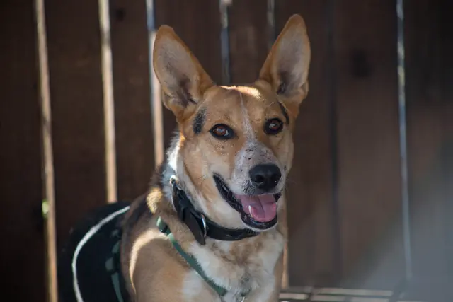 Der 2021 geborene Mischlingsrüde Floky hat in seinem bisherigen Leben leider nicht viel kennen gelernt. | Foto: TSA