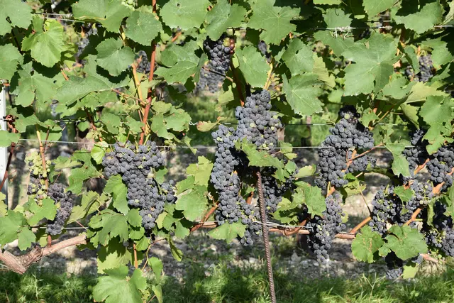 Weintrauben (Symbolbild) | Foto: Preineder