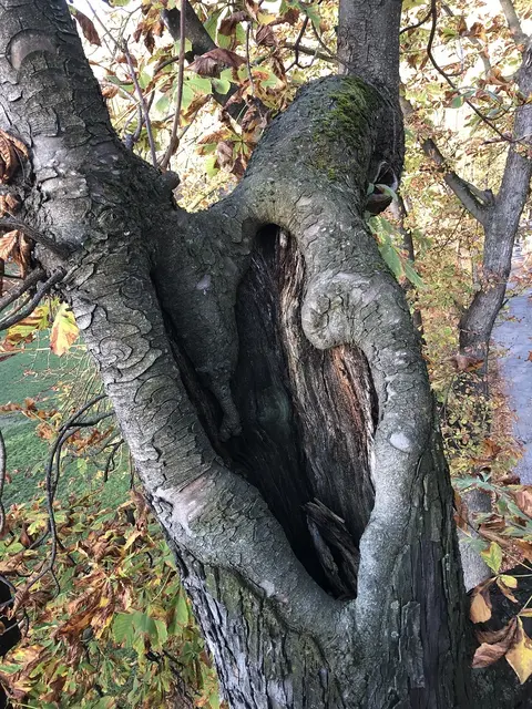 Kontrolle einer alten Kronenkappungsstelle mittels Hubarbeitsbühne bei einer Rosskastanie im Grazer Stadtpark | Foto: Holding Graz