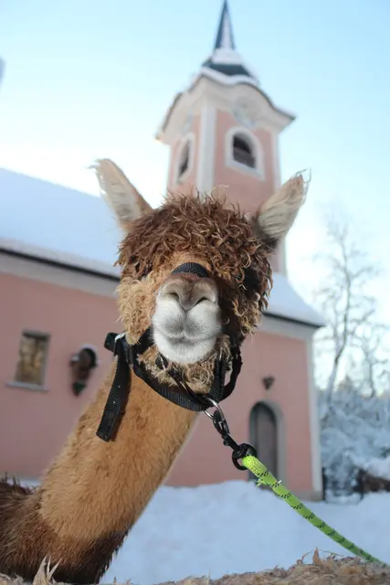 Besucher erwartet hochwertige Handwerkskunst, Geschenkideen, kulinarische Spezialitäten wie Bosna, Waffeln und heiße Maroni sowie ein abwechslungsreiches kulturelles Programm mit Konzerten, Krampusläufen und Alpaka-Wanderungen. | Foto: Tourismusverband Puch