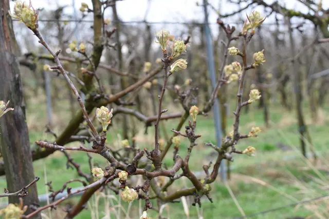 Hier wachsen bald Äpfel. (Symbolbild) | Foto: Preineder