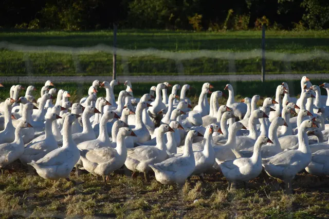 Um den eigenen Betrieb sowie die Tiere zu schützen, müssen diverse Maßnahmen in Geflügelbetrieben ergriffen werden.  | Foto: Michael Strini
