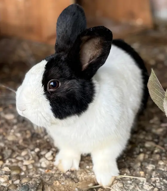 Kaninchen Tao Tao
Kastriert, zutraulich, geb. Jänner 2025
Sucht ein Artgerechtes Zuhause mit Kaninchengesellschaft 
Kontakt: +43 676 4178874 | Foto: Pfotenhilfe Tulln