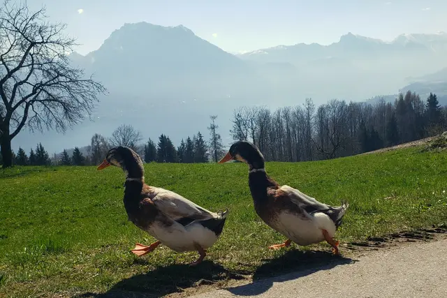 Foto: Elisabeth Staudinger