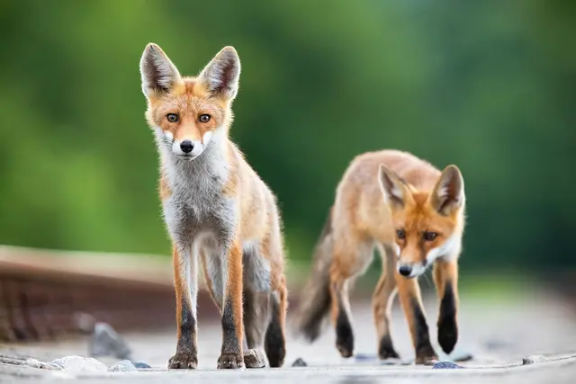 (Symbolfoto) | Foto: Panthermedia/JakubMrocek