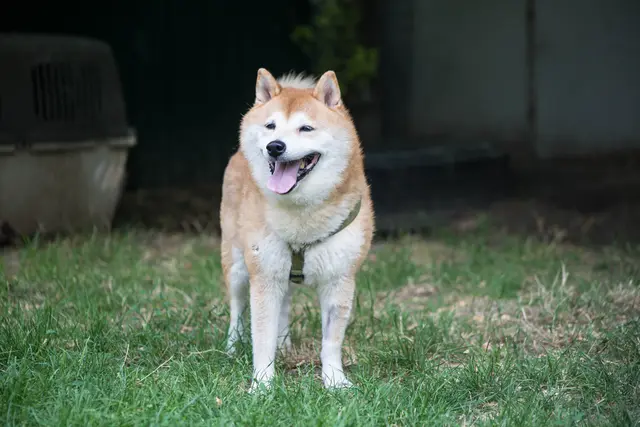 Der rassetypische, 2015 geborene Shiba-Rüde Yoshi benötigt bei Menschen eine kurze Kennenlernphase und ist dann freundlich und kann auch zu Kindern ab Teenager-Alter vergeben werden.  | Foto: TSA