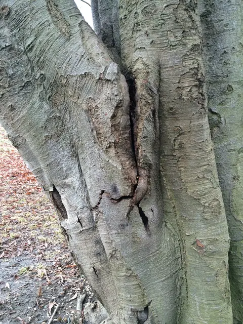Visuelle Baumkontrollen wie bei dieser Buche im Augarten sollen Schäden, wie etwa diesen Riss im Teilstamm, erkennen, beurteilen und Maßnahmen zu deren Behebung festlegen

 | Foto: Holding Graz