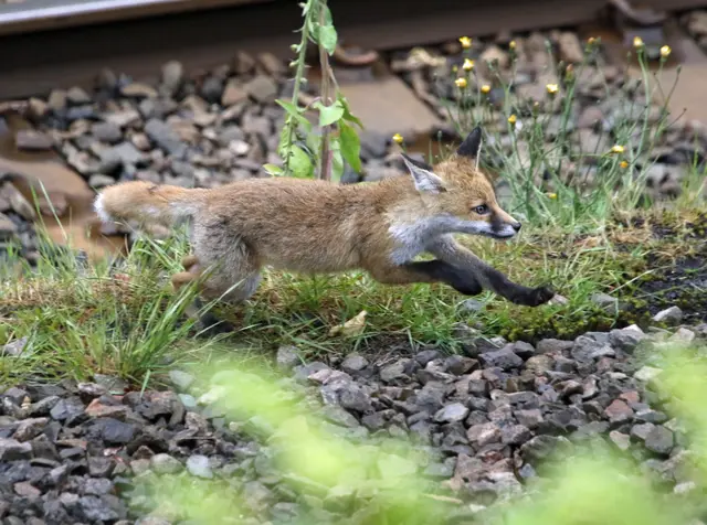 Ein Fuchs wurde Montagmorgen im Bereich der U6-Station Dresdner Straße gesichtet. (Symbolfoto) | Foto: Panthermedia/wildlifepirate