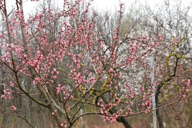 Prächtige Pfirsichblüte. (Symbolbild) | Foto: Preineder