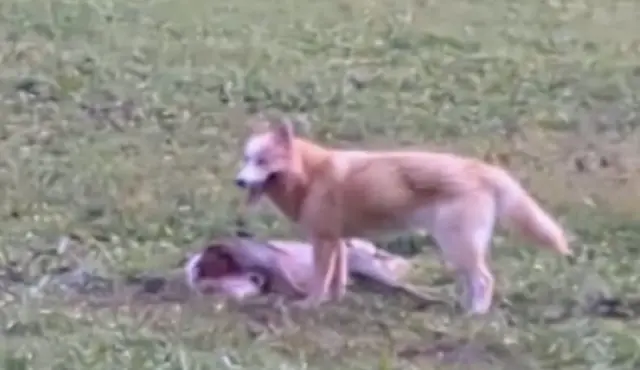 Bild zum Vorfall | Foto: Klagenfurt_Elite/Instagram