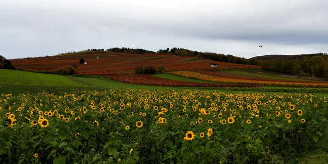 Sonnenblumen im November. (Gründüngung)