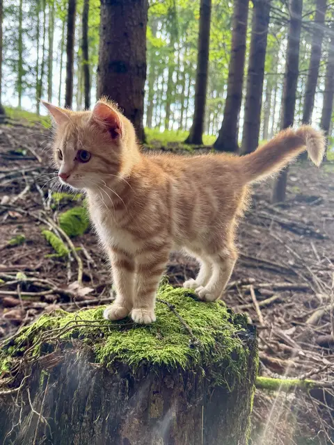Dieses übermütige Kätzchen begleitete uns beim Pilze sammeln, und das auf Schritt und Tritt.  Lotti war uns zum Glück bekannt, und so konnten wir sie wieder sicher nach Hause bringen.

