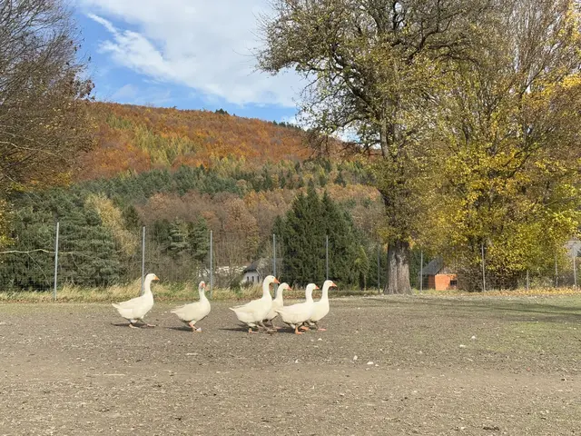 Ein echter Gänsemarsch | Foto: Lauren Fahrenberger / MeinBezirk