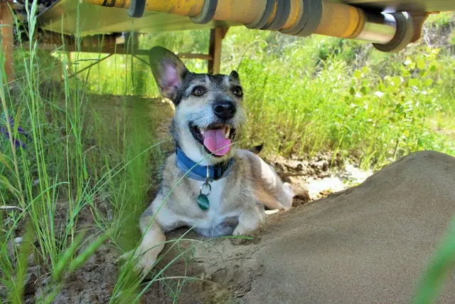 Meine Masha von und zu ... seit einem Jahr über der Regenbogenbrücke. | Foto: Sadiki-Peckary