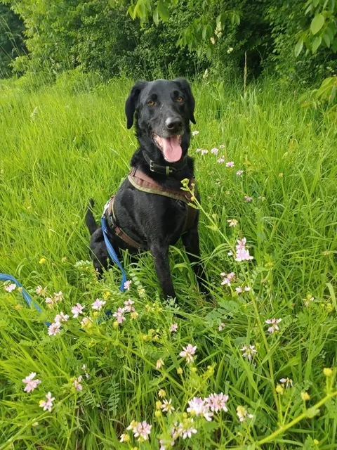 Der kastrierte Schäfer-Münsterländer-Mix Niko ist mit seinen 10 Jahren schon ein Senior. | Foto: Tierheim Wels
