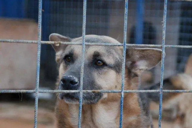 Jimny damals noch hinter Gittern...  | Foto: ATH