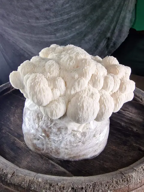 Exklusiv und köstlich: der Igelstachelbart.