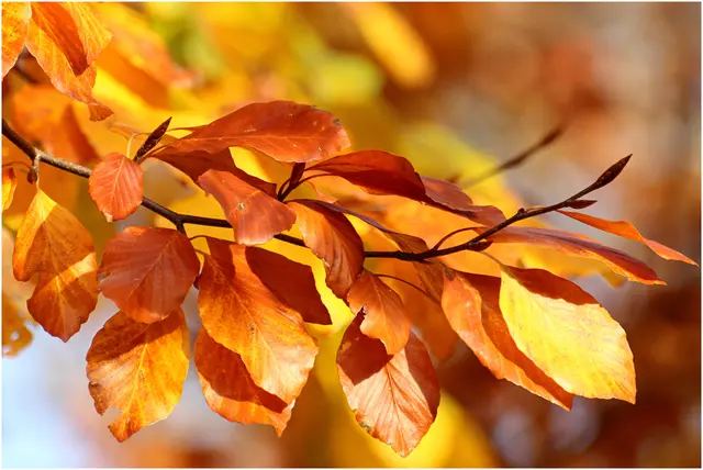 leuchtet im Oktober 🍂